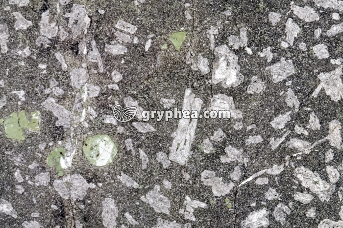 Trachyte - Trachyandésite LPNA x3 - gryphea.com